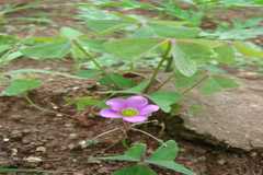 Oxalis acetosella